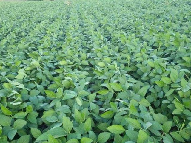 Fazenda para venda em Centro, Seritinga