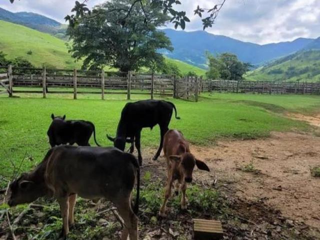 Fazenda para venda em Centro, Silveiras