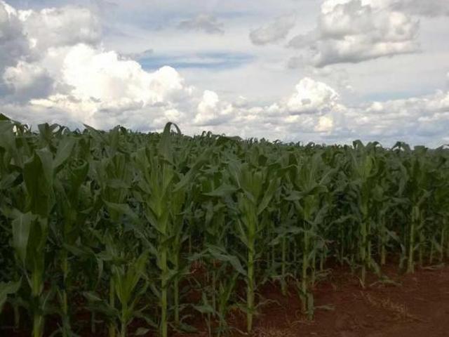 Fazenda para venda em Centro, Turvo