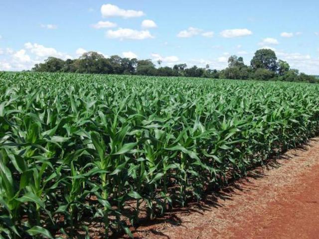 Fazenda para venda em Centro, Turvo