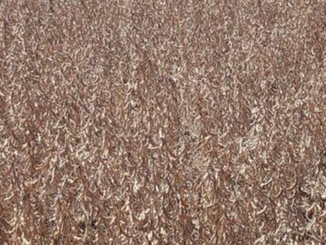 Fazenda para venda em Centro, Tapejara