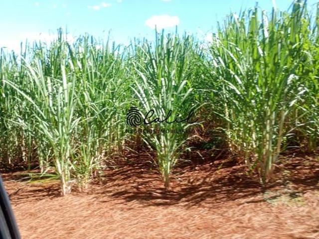 Fazenda para venda em Centro, Torrinha