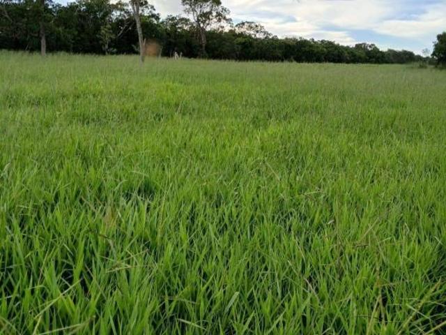 Fazenda para venda em Centro, Três Marias