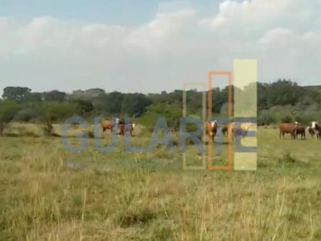 Fazenda para venda em Alegrete
