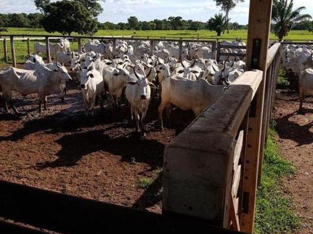 Fazenda para venda em Área Rural de Britânia, Britânia