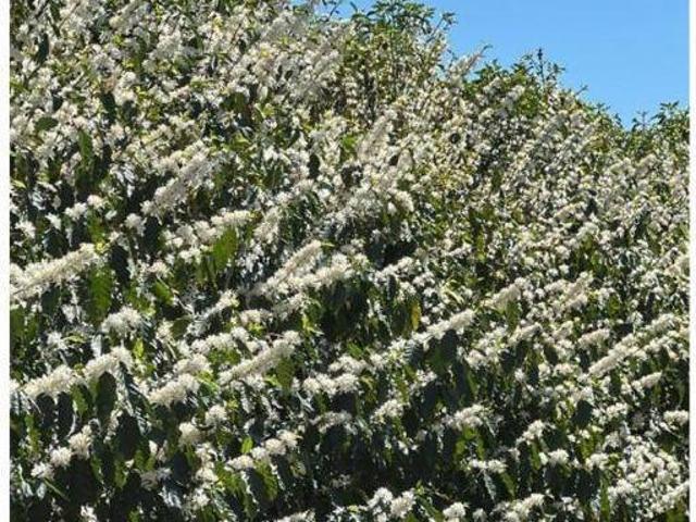 Fazenda para venda em Área Rural de Jafa, Garça