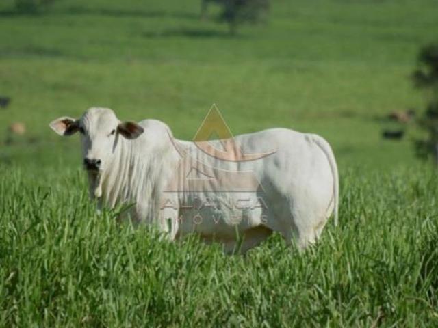 Fazenda para venda em Área Rural de Marília, Marília