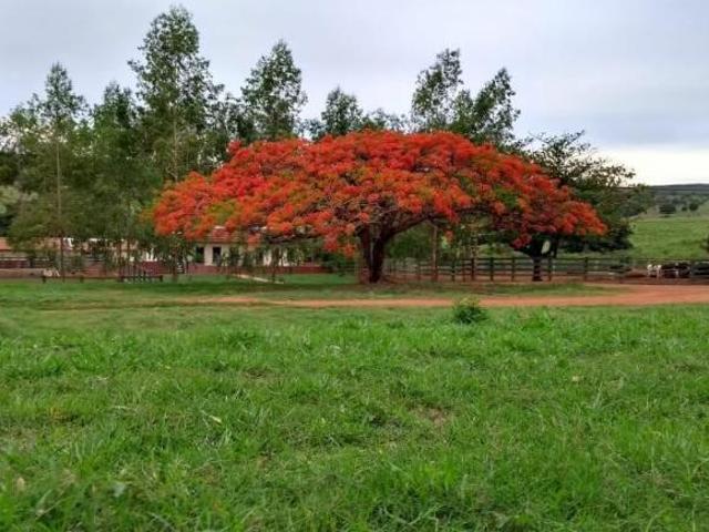 Fazenda para Venda em Bom Despacho, rural
