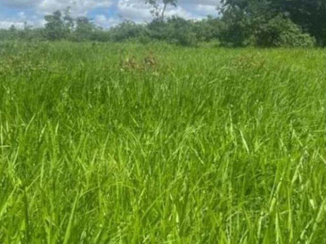 Fazenda para Venda em Bonfinópolis de Minas, Zona Rural