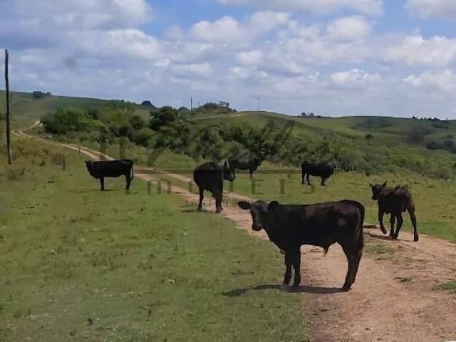 Fazenda para venda em Bagé