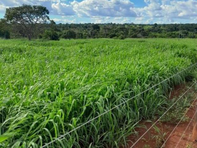 Fazenda para Venda em Barro Alto