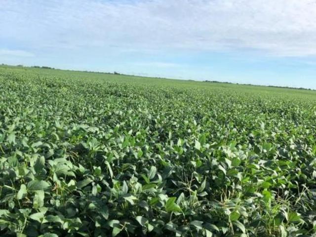 Fazenda para Venda em Britânia