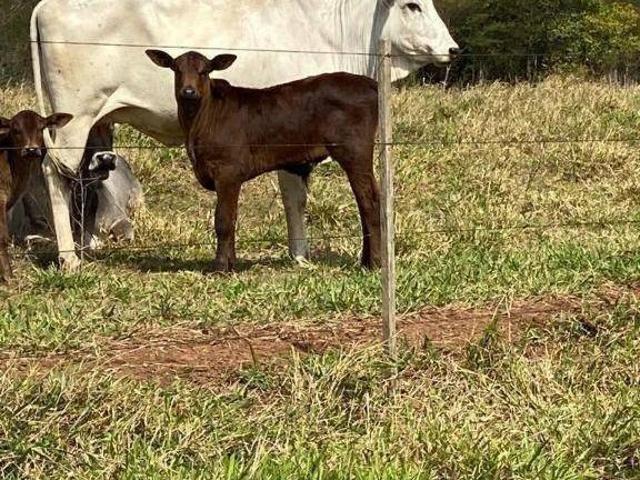 Fazenda para venda em Duartina