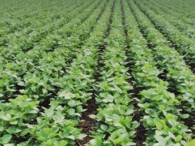 Fazenda para Venda em Ipameri, Zona Rural