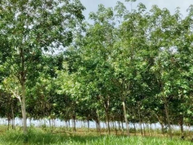 Fazenda para Venda em Itapagipe, Zona Rural
