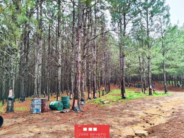 Fazenda para Venda em Itapetininga