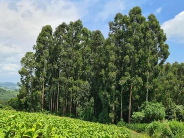 Fazenda para Venda em Ivaí