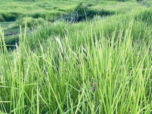 Fazenda para Venda em Jacinto