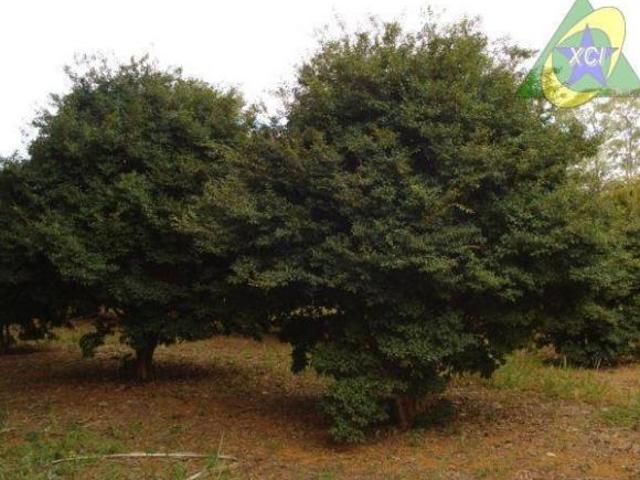 Fazenda para venda em Loteamento Residencial Villágio I, Ara