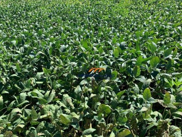 Fazenda para venda em Mococa