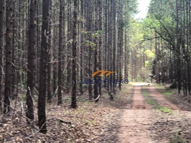 Fazenda para venda em Santa Rosa de Viterbo