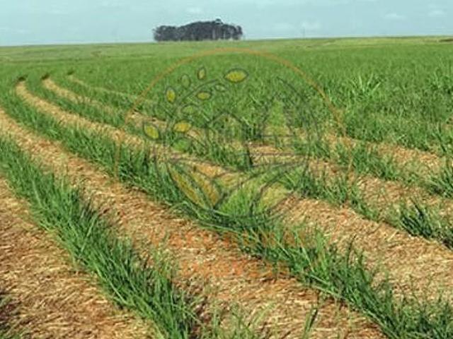 Fazenda para venda em Setor Central, Acreúna