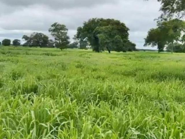 Fazenda para Venda em Ponto Chique, Zona Rural