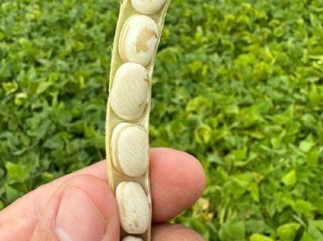 Fazenda para Venda em Paracatu