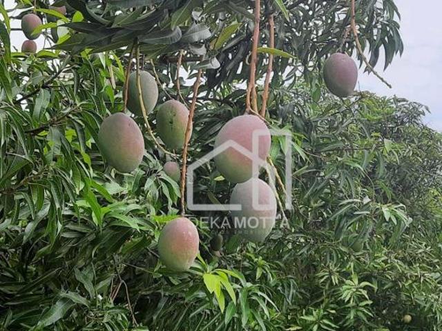 Fazenda para venda em Planalto, Patos de Minas