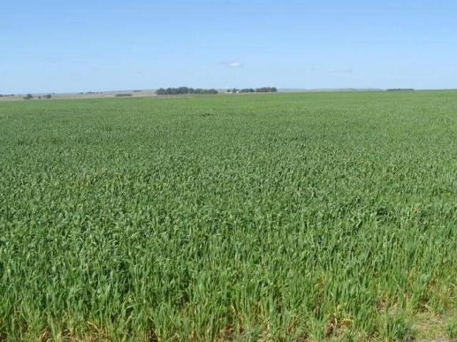Fazenda para venda em Prado, Santana do Livramento