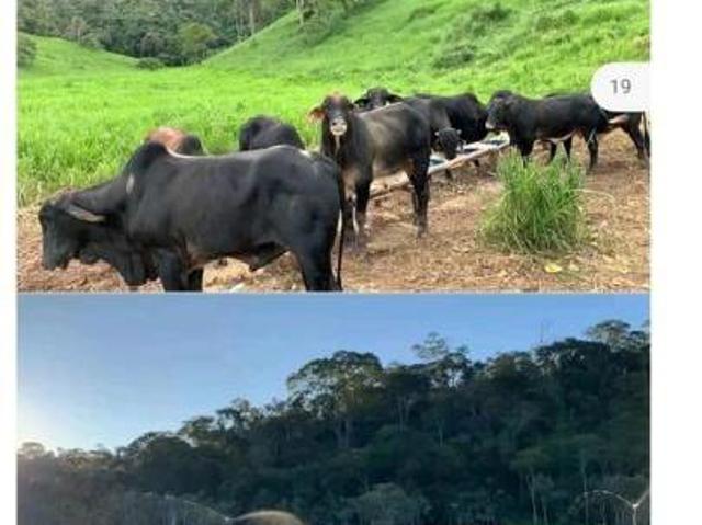 Fazenda para Venda em Teófilo Otoni, Área Rural de Teófilo Otoni