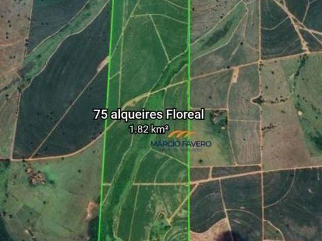 Fazenda para venda em Votuporanga