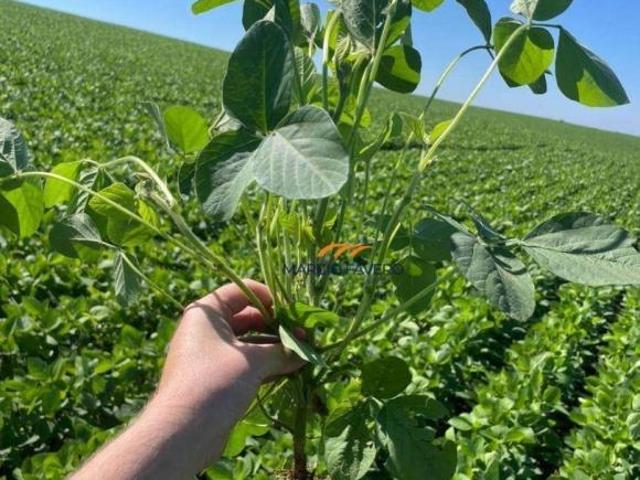 Fazenda para venda em Zona Rural, Torrinha