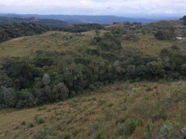 Fazenda Pecuária para Venda em Picada Jaquirana RS