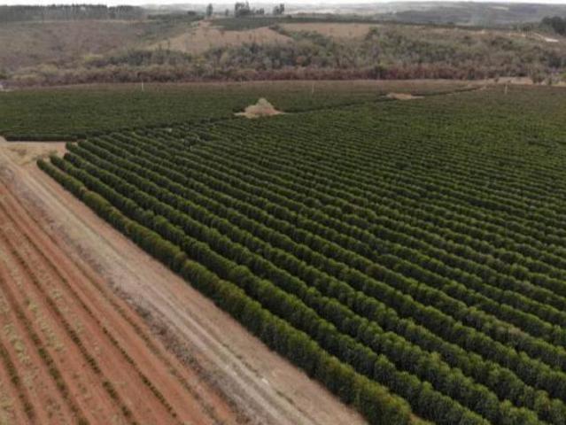 FAZENDA PRA CAFE COM 240HEC BEIRA RIO DOURADOS