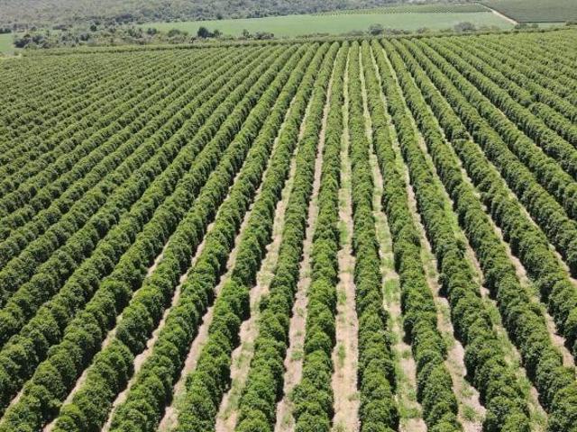 FAZENDA PRODUTORA DE CAFÉ À VENDA EM PATROCÍNIO/MG