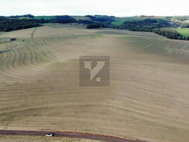 Fazenda Produtiva à Venda em Santa Izabel do Oeste/PR – 46 Alqueires