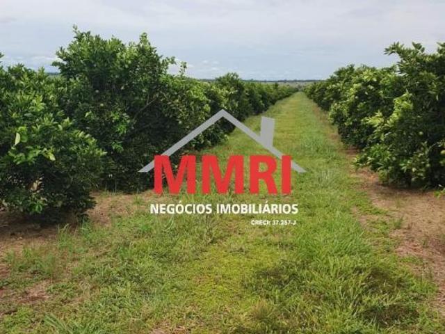 Fazenda, Rural, Indiaporã, SP