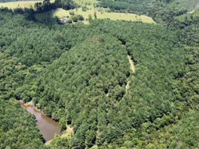 Fazenda Reflorestada de 111,6 Hectares em Arapoti PR Investimento e Lazer