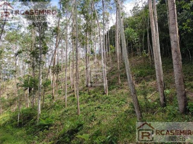 Fazenda rica em água com muitas nascentes, 100 hectares totais sendo 10 alqueires de eucalipto plan