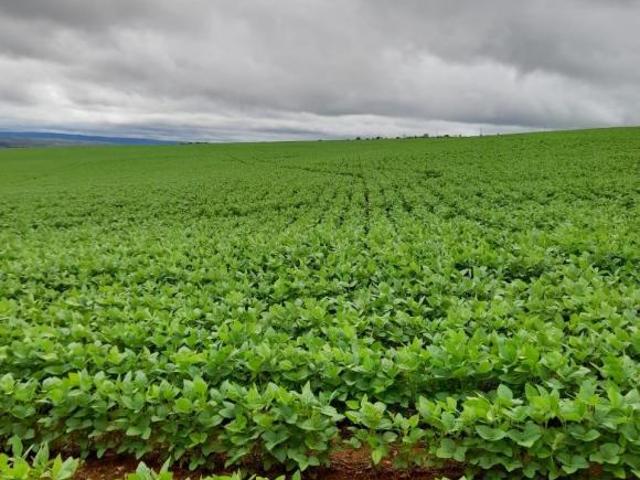 FAZENDA SENDO EXCELENTE OPORTUNIDADE EM ALTO PARAÍSO DE GOIÁS