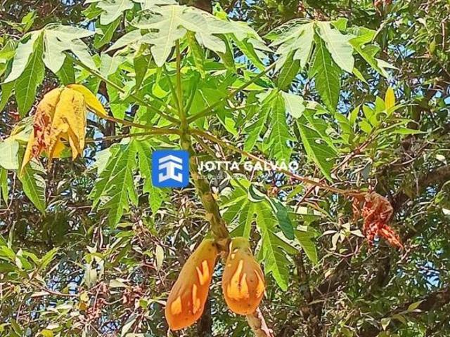 Fazenda / Sítio / Chácara com 1 Quarto à venda, 4000m² Chácaras Alpina