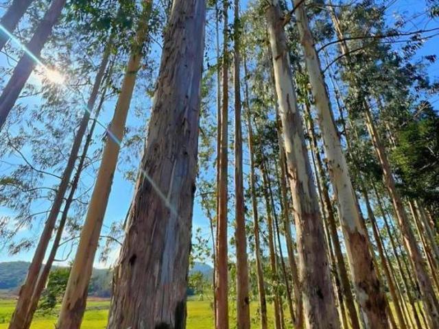 Fazenda / Sítio para venda em Colônia Murici de 2178000.00m² com 7 Quartos