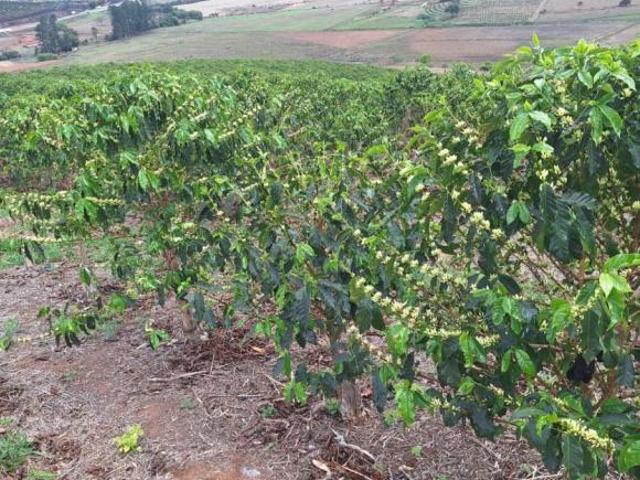Fazenda / Sítios / Chácaras à venda em Monsenhor Paulo, no bairro Zona Rural
