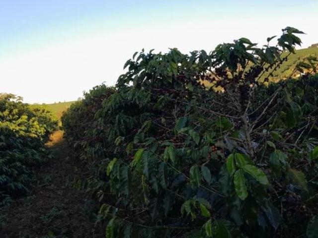 Fazenda / Sítios / Chácaras à venda em Nepomuceno, no bairro Zona Rural