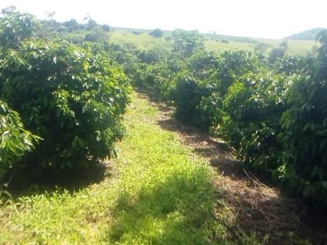 Fazenda / Sítios / Chácaras à venda em Nepomuceno, no bairro Zona Rural