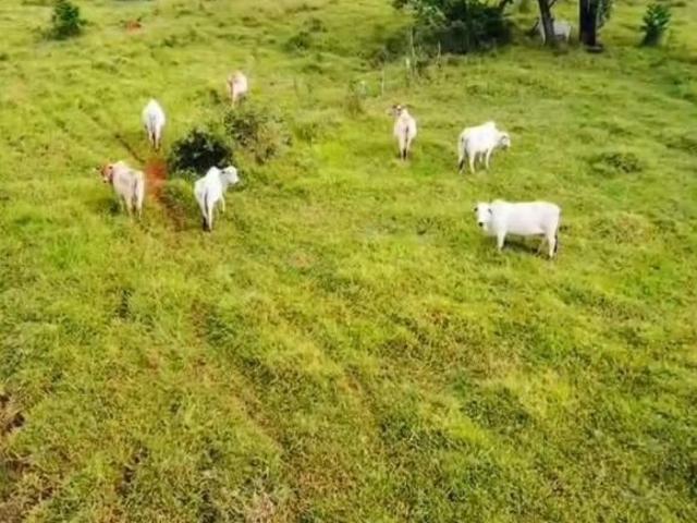 Fazenda / Sítios / Chácaras à venda em Abaeté, no bairro Zona Rural