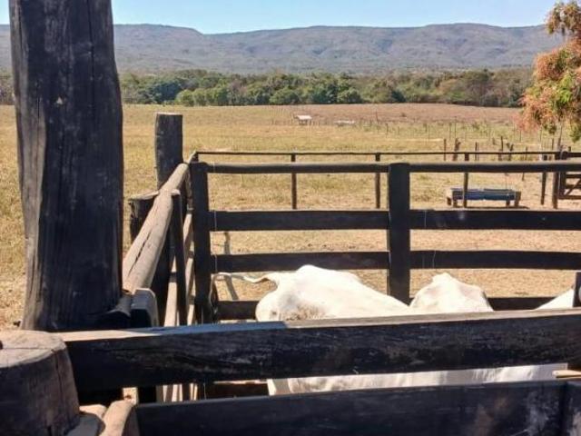 Fazenda / Sítios / Chácaras à venda em Buritis, no bairro Serra Bonita