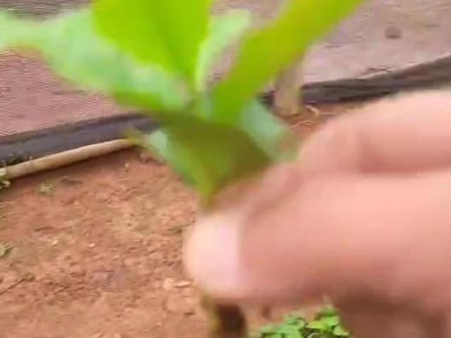 Fazenda / Sítios / Chácaras à venda em Bom Sucesso, no bairro Zona Rural