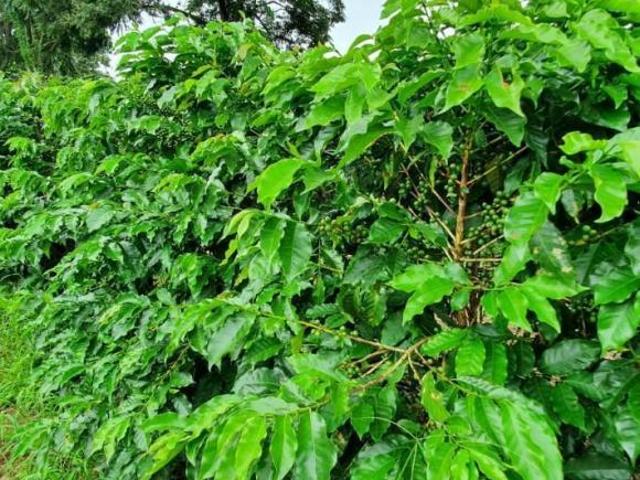 Fazenda / Sítios / Chácaras à venda em Campanha, no bairro Zona Rural